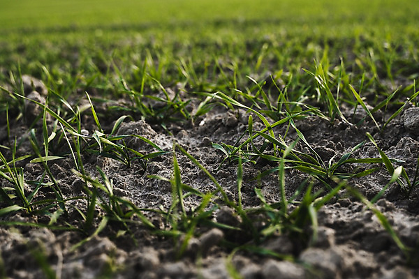 포토 JPG 해외이미지 식물 계절 음식 백그라운드 잎 밭 농업 자연 하늘 새로움 건강 씨앗 풍경 사람없음 초록색 여름 농작물 햇빛 농장 농경지 새싹 환경 흙 봄 성장 시골 신선 낟알 땅 시리얼 밀 유기농 보리 먼지 내추럴 모종 밭일 줄서기 호밀 세련 귀리 해외202004 해외포토 웰빙 산업 컬러 컨셉 모션 곡류 태양 생태계 파일형식 이미지허브