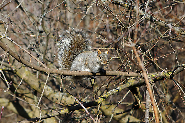포토 JPG 해외이미지 나무 동물 응시 공원 야생동물 포즈 포유류 발 자연 생물 털 씨앗 사람없음 야외 빨간색 갈색 검은색 회색 견과류 설치류 숲 작음 먹이 모피 먹기 호기심 꼬리 다람쥐 솜털 내추럴 동물상 발톱 수유 해외202004 해외포토 식물 시선 공공시설 감정 컬러 컨셉 모션 신체부위 조형물 크기 생태계 파일형식 이미지허브
