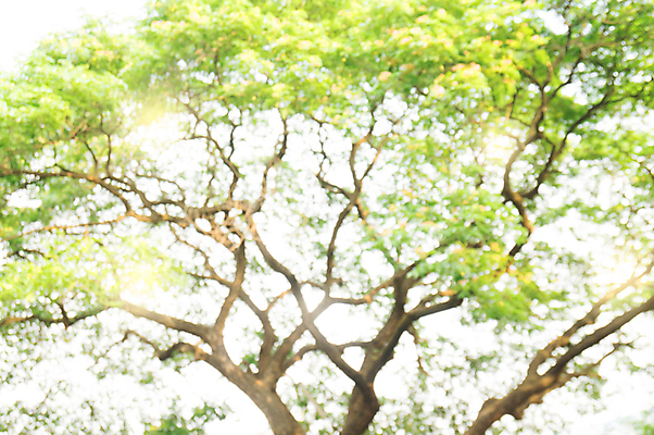 포토 JPG 해외이미지 나무 식물 디자인 계절 공원 길 여행 백그라운드 잎 패턴 자연 벽지 추상 사람없음 야외 목재 초록색 빛 햇빛 태양 환경 정원 맑음 봄 산책 수확 신선 소프트포커스 숲 에코 질감 보케 부드러움 내추럴 광 블러 효과 해외202004 해외포토 자연요소 공공시설 컬러 무늬 농업 재료 날씨 휴식 촬영기법 감각 생태계 파일형식 이미지허브