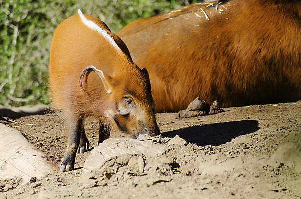포토 JPG 해외이미지 동물 야생동물 신체 오렌지 포유류 아프리카 털 종류 돼지고기 사람없음 빨간색 강 갈색 머리 걷기 코트 흰색 돼지 황무지 숲 큼 열대우림 먹기 뿌리기 어깨 코 귀 뿌리 주둥이 생강 혹 멧돼지 땅바닥 총구 콩고 힘찬 해외202004 해외포토 나라 컬러 컨셉 채소 과일 모션 바닥 육류 신체부위 외투 크기 파일형식 이미지허브