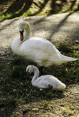 포토 JPG 해외이미지 동물 행복 호수 야생동물 어린이 새끼 백그라운드 가족 자연 조류 엄마 오리 함께함 병아리 사랑 사람없음 야외 물 강 봄 흰색 자녀 아기 연못 행운 그룹 우아함 보호 작음 땅 깃털 부리 백조 목 솜털 결백 단아함 돌봄 해외202004 해외포토 자연요소 계절 감정 컬러 컨셉 관계 모션 사람 신체부위 크기 생태계 파일형식 이미지허브