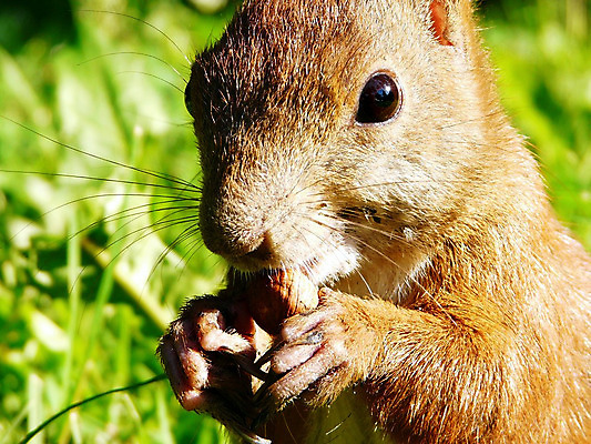 포토 JPG 해외이미지 동물 공원 야생동물 음식 포유류 자연 털 사람없음 초록색 여름 태양 봄 견과류 닫기 설치류 먹기 다람쥐 해외202004 해외포토 자연요소 계절 공공시설 컬러 모션 생태계 파일형식 이미지허브