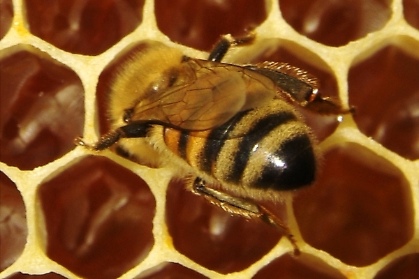 포토 JPG 해외이미지 식물 동물 꽃 음식 곤충 백그라운드 패턴 농업 자연 프레임 세포 건강 사람없음 약 환경 벚꽃 머리빗 황금 닫기 달콤 꿀벌 먹기 영화 유기농 바쁨 꽃가루 꿀 벌집 내추럴 밀랍 식민지 양봉 양봉장 해외202004 해외포토 웰빙 산업 무늬 의학 모션 문화예술 미용용품 맛 벌_곤충 가루 생태계 파일형식 이미지허브