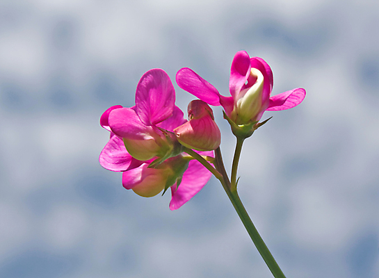 포토 JPG 해외이미지 식물 구름 꽃 분홍색 꽃무늬 자연 하늘 사람없음 파란색 정원 벚꽃 달콤 완두콩 천국 해외202004 해외포토 자연요소 컬러 무늬 콩 맛 생태계 파일형식 이미지허브