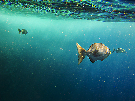 포토 JPG 해외이미지 실루엣 야생동물 바다 자연 표면 조명 함께함 어류 사람없음 야외 파란색 햇빛 평화 환경 맑음 수중 수영 그룹 해산물 내추럴 깊이 생태학 혼란 해외202004 해외포토 동물 교육 컬러 컨셉 날씨 촬영기법 태양 수중동물 수상스포츠 생태계 파일형식 이미지허브