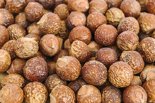 포토 JPG 해외이미지 나무 열매 자연 사람없음 갈색 청결 견과류 시골 빨래 인도인 허브 세제 비누 샴푸 청소부 내추럴 위생관리 이국적 해외202004 해외포토 외국인 식물 직업 컬러 가사 관리 동양인 위생용품 위생 생태계 파일형식 이미지허브