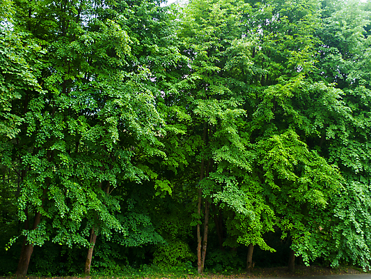 포토 JPG 해외이미지 나무 식물 계절 공원 꽃 잎 자연 사람없음 초록색 해외202004 해외포토 공공시설 컬러 생태계 파일형식 이미지허브