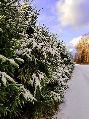 포토 JPG 해외이미지 나무 계절 백그라운드 크리스마스 겨울 자연 날씨 풍경 사람없음 파란색 태양 냉동 얼음 추위 흰색 소나무 황무지 숲 질감 서리 마법 내추럴 해외202004 해외포토 자연요소 식물 기념일 컬러 생태계 파일형식 이미지허브