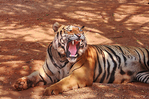 포토 JPG 해외이미지 동물 1 얼굴 야생동물 오렌지 포유류 태국 자연 휴식 털 동물원 앉기 사람없음 머리 고양이 줄무늬 호랑이 큼 땅 혀 언덕 육식동물 송곳니 거짓말 경보 땅바닥 해외202004 해외포토 아시아 컨셉 무늬 과일 모션 바닥 신체부위 반려동물 입 치아 크기 생태계 파일형식 이미지허브