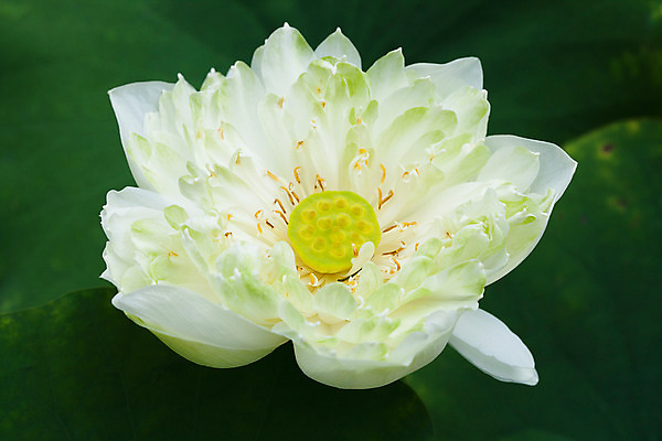 포토 JPG 해외이미지 꽃 아시아 호수 선 잎 태국 자연 동양인 사람없음 초록색 물 정원 침묵 벚꽃 연못 신선 묘사 해외202004 해외포토 자연요소 식물 나라 컬러 인종 소리 생태계 파일형식 이미지허브