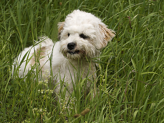 포토 JPG 해외이미지 동물 꽃 포유류 놀이 휴식 사람없음 반려동물 봄 흰색 개 강아지 작음 은퇴 만족 눈내림 해외202004 해외포토 식물 계절 감정 컬러 컨셉 눈_날씨 크기 파일형식 이미지허브