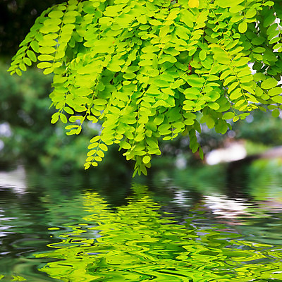 포토 JPG 해외이미지 나무 공원 꽃 포스터 호수 선 파도 백그라운드 컨셉 잎 꽃무늬 채소 자연 벽지 날씨 휴식 풍경 사람없음 야외 초록색 물 여름 빛 강 햇빛 태양 반사 평화 환경 정원 침묵 고요 흰색 나뭇가지 신선 숲 홍수 순수 명상 질감 강렬 생태학 잔물결 파라다이스 해외202004 해외포토 자연요소 식물 계절 공공시설 교육 물결 바다 컬러 무늬 소리 자연재해 생태계 파일형식 이미지허브