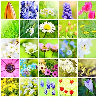 포토 JPG 해외이미지 식물 계절 꽃잎 꽃 백그라운드 꽃무늬 자연 추상 프레임 사람없음 초록색 여름 세트 컬러풀 정원 봄 벚꽃 흰색 수집 그림 정사각형 모음 내추럴 테마 해외202004 해외포토 도형 컬러 무늬 생태계 파일형식 이미지허브