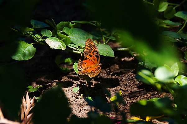 포토 JPG 해외이미지 식물 동물 꽃 야생동물 나비 곤충 백그라운드 패턴 날개 오렌지 자연 사람없음 초록색 여름 컬러풀 노란색 환경 정원 검은색 미국 봄 활발 흰색 그리기 호랑이 벌레 내추럴 생태학 수유 해외202004 해외포토 계절 교육 컬러 컨셉 북아메리카 무늬 과일 포유류 모션 생태계 파일형식 이미지허브