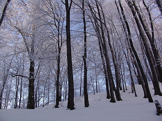 포토 JPG 해외이미지 나무 식물 디자인 계절 공원 길 백그라운드 크리스마스 겨울 손가락 자연 벽지 하늘 동화 날씨 휴가 부활절 새로움 파노라마 풍경 사람없음 야외 파란색 빛 환경 정원 얼음 하이킹 추위 수확 안개 덮개 흰색 나뭇가지 눈송이 떨어짐 숲 연도 서리 장면 마법 내추럴 폭설 눈내림 해외202004 해외포토 자연요소 손 공공시설 기념일 컬러 컨셉 농업 레저 눈_날씨 촬영기법 뚜껑 자연재해 생태계 파일형식 이미지허브