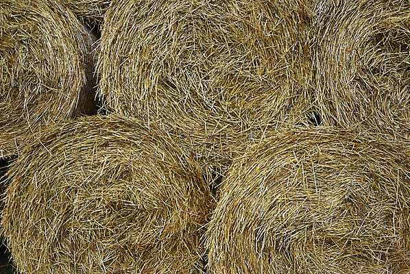 포토 JPG 해외이미지 식물 계절 음식 백그라운드 밭 농업 포장 자연 건조 옥수수 풍경 사람없음 야외 여름 농작물 농장 농경지 노란색 쌓기 수확 가을 시골 황금 건초더미 볏짚 먹이 낟알 시리얼 밀 패키지 뭉치 밀짚 흙더미 밭일 세련 해외202004 해외포토 산업 컬러 모션 곡류 흙 건초 짚 생태계 파일형식 더미 이미지허브