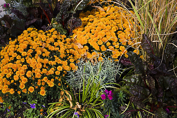 포토 JPG 해외이미지 식물 꽃 거리 사람없음 장식 컬러풀 노란색 정원 가을 도시 양배추 10월 해외202004 해외포토 계절 컬러 채소 날짜 파일형식 이미지허브