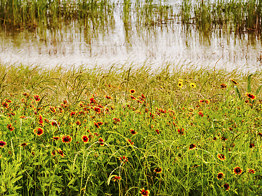 포토 JPG 해외이미지 식물 꽃 자연 풍경 사람없음 빨간색 강 컬러풀 노란색 활발 벚꽃 개화 개울 자연백그라운드 내추럴 해외202004 해외포토 컬러 백그라운드 컨셉 생태계 파일형식 이미지허브