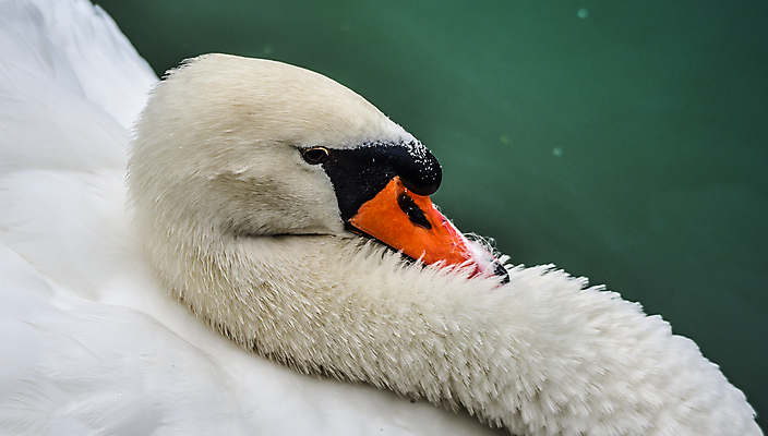 포토 JPG 해외이미지 동물 호수 야생동물 자연 조류 생물 사람없음 야외 물 흰색 연못 우아함 큼 깃털 호기심 백조 수영선수 계산서 내추럴 해외202004 해외포토 자연요소 감정 컬러 컨셉 운동선수 크기 생태계 파일형식 이미지허브
