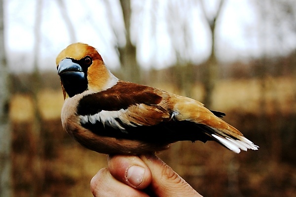 포토 JPG 해외이미지 조류 사람없음 여름 봄 타종 해외202004 해외포토 동물 계절 종 파일형식 이미지허브