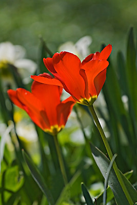 포토 JPG 해외이미지 식물 커플 계절 공원 꽃잎 꽃 잎 2 꽃무늬 밭 자연 사람없음 야외 장식 빨간색 초록색 햇빛 머리 정원 봄 활발 튤립 벚꽃 침대 쌍 6월 5월 원예 화단 해외202004 해외포토 공공시설 컬러 가구 컨셉 무늬 농업 관계 취미 신체부위 태양 날짜 생태계 파일형식 이미지허브
