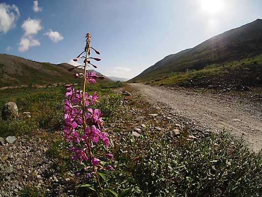 포토 JPG 해외이미지 나무 일러스트 산 미술 풍경 사람없음 계곡 알래스카 현실 해외202004 해외포토 식물 문화예술 미국 파일형식 이미지허브