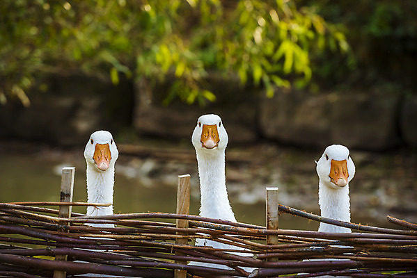 포토 JPG 해외이미지 동물 응시 얼굴 농업 장난 조류 독일 3 사람없음 목재 초록색 울타리 농장 농경지 목장 흰색 나뭇가지 시골 관찰 수비 닫기 호기심 거위 노려봄 강렬 엮은 해외202004 해외포토 나무 시선 감정 유럽 산업 컬러 컨셉 재료 모션 표정 신체부위 담장 파일형식 이미지허브