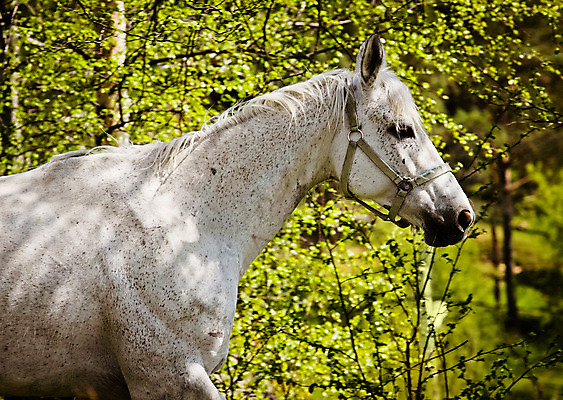 포토 JPG 해외이미지 동물 응시 자연 사람없음 야외 옆모습 빛 머리 검은색 흰색 승마 갈기 목 해외202004 해외포토 시선 스포츠 뷰포인트 컬러 신체부위 생태계 파일형식 이미지허브