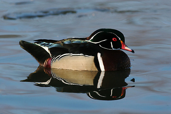 포토 JPG 해외이미지 동물 남자 호수 물결 야생동물 자연 조류 오리 사람없음 목재 옆모습 빨간색 초록색 물 파란색 강 컬러풀 반사 갈색 수영 가을 연못 깃털 부리 웅덩이 물새 계산서 해외202004 해외포토 자연요소 나무 계절 뷰포인트 컬러 재료 사람 수상스포츠 생태계 파일형식 이미지허브