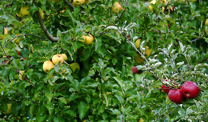 포토 JPG 해외이미지 나무 계절 잎 과일 자연 사람없음 야외 빨간색 초록색 컬러풀 노란색 젖음 수확 가을 나뭇가지 사과 과수원 블러 해외202004 해외포토 식물 컬러 농업 생태계 파일형식 이미지허브