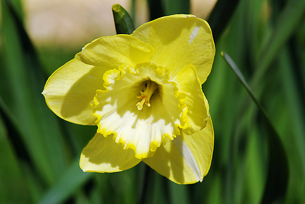 포토 JPG 해외이미지 식물 계절 꽃잎 꽃 백그라운드 잎 꽃무늬 밭 전구 자연 부활절 잔디 사람없음 야외 초록색 노란색 환경 정원 봄 성장 벚꽃 신선 개화 칼날 황금 원예 수선화 영원 해외202004 해외포토 기념일 컬러 무늬 농업 취미 생태계 파일형식 이미지허브