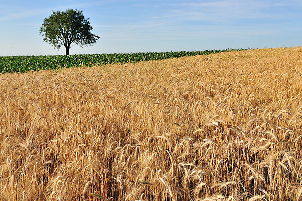 포토 JPG 해외이미지 나무 식물 계절 음식 줄기 밭 농업 자연 하늘 건강 옥수수 사람없음 농장 맑음 식사 성장 시골 황금 낟알 땅 시리얼 밀 먹기 유기농 알맹이 날것 보리 귀 밀짚 내추럴 숙성 해외202004 해외포토 웰빙 산업 모션 날씨 곡류 신체부위 짚 생태계 파일형식 이미지허브