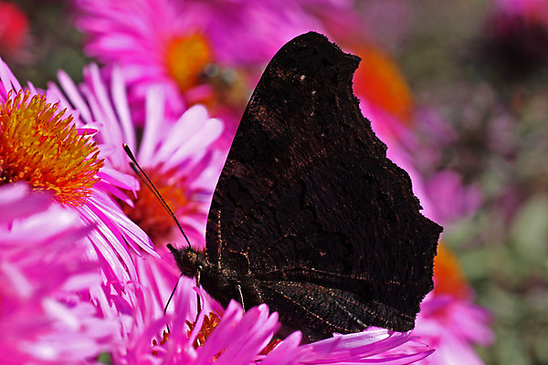 포토 JPG 해외이미지 식물 동물 꽃 유럽 나비 곤충 백그라운드 날개 자연 사람없음 여름 파란색 컬러풀 검은색 오픈 닫기 공작 자주색 제비꽃 내추럴 동물상 해외202004 해외포토 계절 나라 컬러 모션 조류 조형물 생태계 파일형식 이미지허브