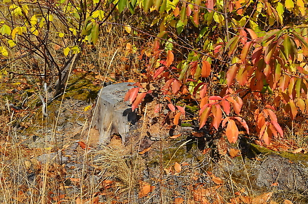 포토 JPG 해외이미지 나무 식물 공원 백그라운드 자연 아침 이끼 풍경 사람없음 야외 목재 초록색 여름 환경 봄 소나무 황무지 숲 큼 질감 침엽수 내추럴 땅바닥 수목 옛날 해외202004 해외포토 주간 계절 공공시설 컬러 재료 바닥 크기 생태계 파일형식 이미지허브