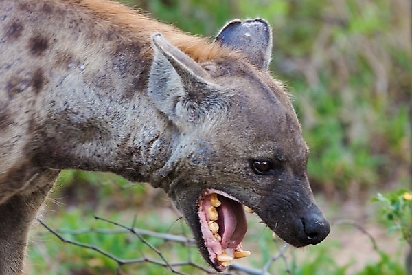 포토 JPG 해외이미지 동물 응시 야생동물 여행 밭 포유류 아프리카 자연 조류 산 서기 풍경 사람없음 옆모습 가로 파란색 노란색 점 황무지 개 먹기 사파리 육식동물 분화구 송곳니 가젤 사바나 수유 열대기후 탄자니아 평야 수평선 해외202004 해외포토 시선 나라 뷰포인트 컬러 농업 모션 치아 생태계 화산 파일형식 이미지허브