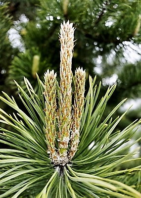 포토 JPG 해외이미지 나무 식물 창 새로움 사람없음 야외 초록색 새싹 봄 나뭇가지 신선 소나무 발사 묘사 질감 아로마 상록수 침엽수 내추럴 총쏘기 해외202004 해외포토 계절 무기 컬러 컨셉 모션 파일형식 이미지허브