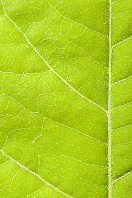 포토 JPG 해외이미지 식물 잎 사람없음 초록색 활발 신선 닫기 정맥 해외202004 해외포토 컬러 컨셉 모션 혈관 파일형식 이미지허브