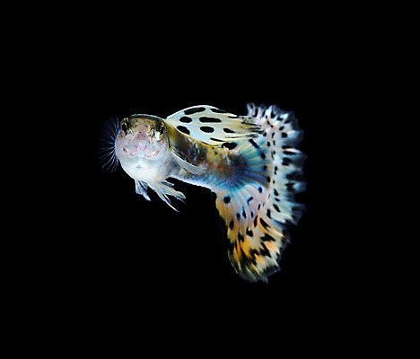 포토 JPG 해외이미지 동물 남자 백그라운드 이동 오렌지 모션 자연 어류 사람없음 장식 빨간색 물 반려동물 유행 검은색 수중 수영 신선 공작 꼬리 탱크 수족관 강렬 고립 해외202004 해외포토 자연요소 컬러 컨셉 과일 조류 사람 수중동물 수상스포츠 생태계 파일형식 이미지허브