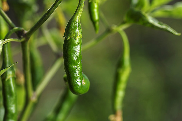 포토 JPG 해외이미지 나무 식물 아시아 음식 줄기 백그라운드 잎 밭 농업 다이어트 채소 과일 재료 자연 고추 파프리카 건강 사람없음 빨간색 초록색 농작물 농장 정원 수확 성장 시골 신선 뜨거움 맛 땅 향신료 유기농 원예 매움 후추 내추럴 꼬투리 밭일 숙성 페퍼로니 해외202004 해외포토 웰빙 나라 산업 컬러 컨셉 취미 소시지 생태계 향미료 파일형식 이미지허브