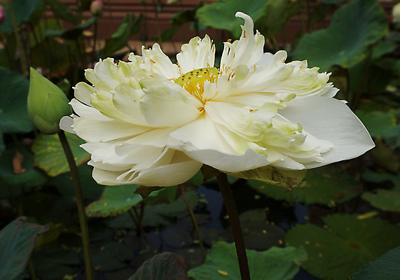 포토 JPG 해외이미지 식물 계절 꽃잎 꽃 아시아 컨셉 잎 꽃무늬 자연 추상 연꽃 사람없음 초록색 물 여름 햇빛 젖음 흰색 죽음 떨어짐 이슬 향 정맥 종료 해외202004 해외포토 자연요소 나라 컬러 무늬 태양 생태계 혈관 파일형식 이미지허브