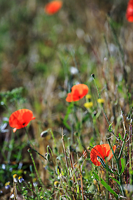 포토 JPG 해외이미지 식물 구름 꽃잎 꽃 길 선 백그라운드 밭 농업 자연 하늘 풍경 사람없음 야외 빨간색 초록색 여름 빛 농작물 햇빛 태양 환경 정원 봄 벚꽃 시골 신선 개화 저녁 생태계 지역 양귀비 파라다이스 평야 수평선 해외202004 해외포토 자연요소 계절 산업 컬러 야간 파일형식 이미지허브