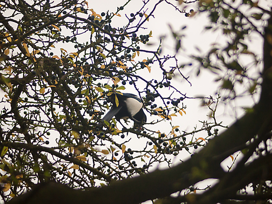 포토 JPG 해외이미지 나무 식물 동물 척추동물 응시 계절 공원 야생동물 여행 백그라운드 잎 날개 자연 조류 하늘 휴식 앉기 사람없음 야외 목재 초록색 마주보기 정원 검은색 침묵 가을 흰색 나뭇가지 관찰 닫기 숲 묘사 싱글 생물학 부리 자연백그라운드 해외202004 해외포토 시선 공공시설 교육 컬러 컨셉 재료 모션 소리 생태계 파일형식 이미지허브