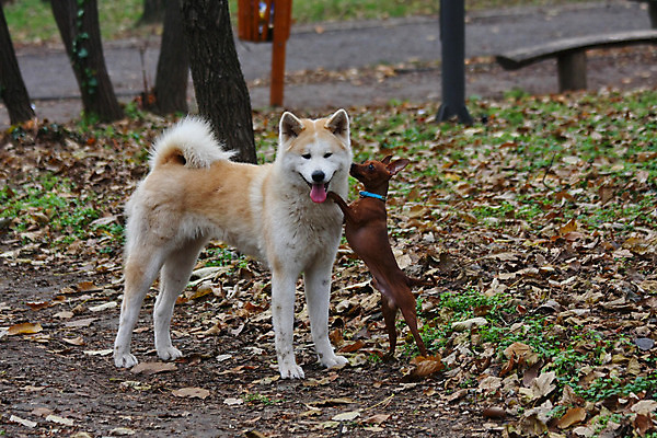 포토 JPG 해외이미지 주간 반려견 두마리 사람없음 야외 산책 강아지 미니어처핀셔 해외202004 아키타견 해외포토 자연요소 2 휴식 반려동물 개 파일형식 핀셔 이미지허브