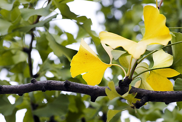 포토 JPG 해외이미지 나무 식물 계절 공원 문화 잎 패턴 오렌지 텍스트 자연 건강 사람없음 야외 약 갈색 노란색 일본 중국 활발 젖음 가을 나뭇가지 숲 허브 질감 10월 내추럴 엘리먼트 해외202004 해외포토 공공시설 아시아 컬러 컨셉 무늬 과일 의학 날짜 생태계 파일형식 이미지허브