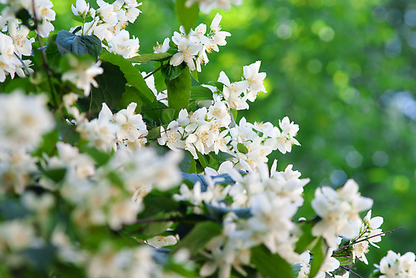 포토 JPG 해외이미지 식물 공원 꽃 하늘 사람없음 정원 봄 흰색 나뭇가지 냄새 고립 해외202004 해외포토 나무 계절 공공시설 컬러 파일형식 이미지허브