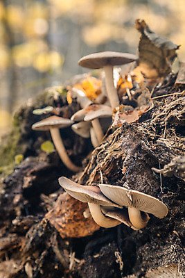 포토 JPG 해외이미지 나무 식물 계절 음식 줄기 백그라운드 잎 다이어트 채소 오렌지 재료 자연 건강 이끼 요리 사람없음 야외 목재 빨간색 초록색 여름 갈색 노란색 버섯 성장 가을 신선 그룹 숲 묘사 유기농 날것 내추럴 땅바닥 채식주의자 캡모자 해외202004 해외포토 모자_잡화 웰빙 컬러 과일 바닥 생태계 채식 파일형식 이미지허브