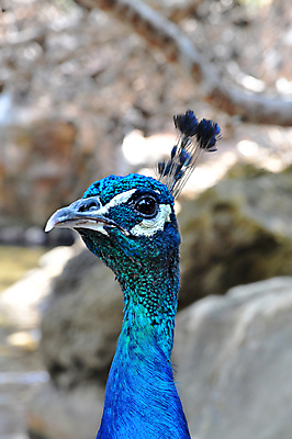 포토 JPG 해외이미지 동물 1 남자 야생동물 백그라운드 자연 조류 왕관 동물원 사람 사람없음 야외 옆모습 초록색 파란색 컬러풀 햇빛 농장 머리 유행 평화 분노 흰색 오픈 화려 우아함 닫기 공작 인도인 깃털 묘사 싱글 부리 동물상 스타일 해외202004 해외포토 외국인 감정 뷰포인트 컬러 컨셉 농업 모션 동양인 신체부위 태양 조형물 생태계 파일형식 이미지허브