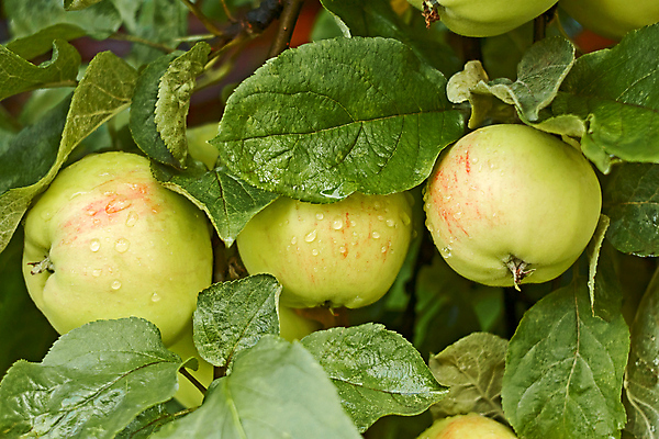 포토 JPG 해외이미지 나무 식물 음식 백그라운드 잎 농업 과일 자연 건강 3 사람없음 빨간색 초록색 물 빛 농작물 햇빛 우주 주스 젖음 수확 성장 게 물방울 나뭇가지 신선 달콤 맛 사과 이슬 과수원 빗방울 수집 먹기 순수 오브젝트 유기농 원예 숙성 세련 완전 해외202004 해외포토 자연요소 웰빙 산업 음료 컬러 컨셉 모션 갑각류 취미 태양 비_날씨 생태계 파일형식 이미지허브