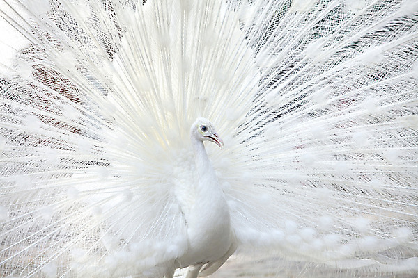 포토 JPG 해외이미지 1 공원 남자 야생동물 백그라운드 패턴 자연 조류 사람없음 야외 장식 가로 세로 컬러풀 머리 침묵 활발 펼침 흰색 우아함 공작 전시회 깃털 묘사 꼬리 부리 목 보여주기 꿩 고립 해외202004 해외포토 동물 공공시설 컬러 컨셉 무늬 모션 사람 신체부위 소리 전시 생태계 파일형식 이미지허브