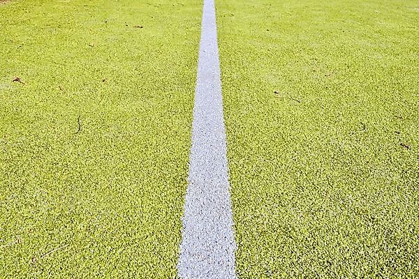 포토 JPG 해외이미지 식물 공원 선 스포츠 백그라운드 패턴 밭 공 자연 놀이 표면 잔디 사람없음 야외 컵 초록색 우주 럭비 축구 경쟁 경기장 게임 흰색 놀이터 땅 묘사 질감 내추럴 골 땅바닥 엘리먼트 인공 플레이어 해외202004 해외포토 식기 공공시설 컬러 컨셉 무늬 농업 스포츠시설 바닥 구기 생태계 파일형식 이미지허브